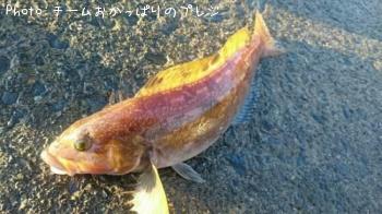 �����ʥ�