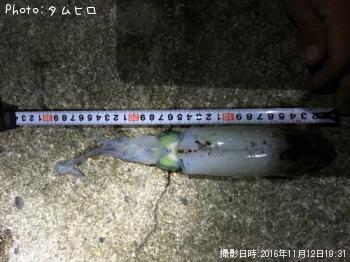 ¥¢¥ª¥ê¥¤¥«