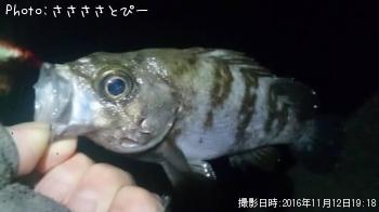 ������������������Х�