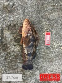 ¥¿¥±¥Î¥³¥á¥Ð¥ë