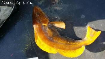 �����ʥ�