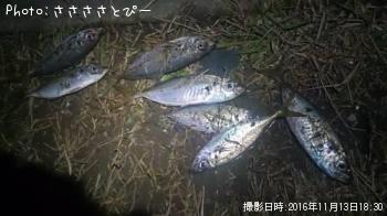 ��������������Х�