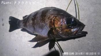 ��������������Х�