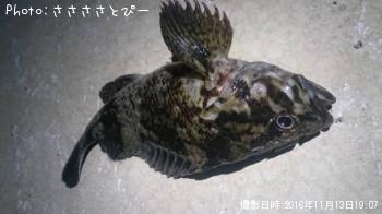 ��������������Х�