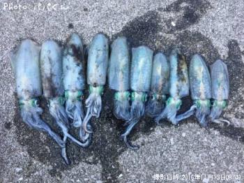 �����ꥤ��