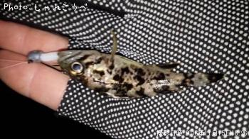 ¥«¥Þ¥¹¡õ¥¯¥í¥½¥¤¡Ê¥ß¥Ë¥ß¥Ë¥µ¥¤¥º¡Ë