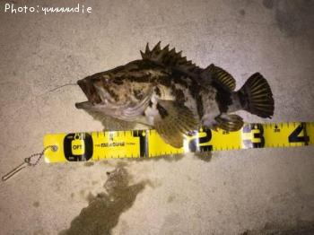 ¥Ù¥Ã¥³¥¦¥½¥¤