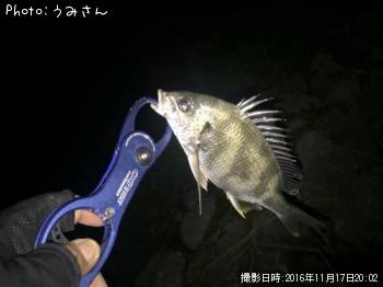 ���ӥ�
