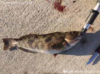 �����ʥ�