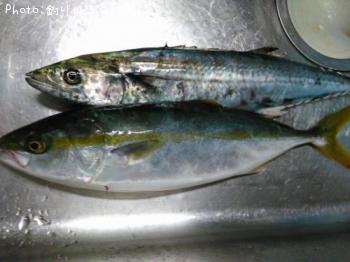 ���ʥ���������