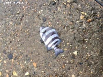 ���ޥ���