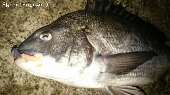 ����ʥ��̡�