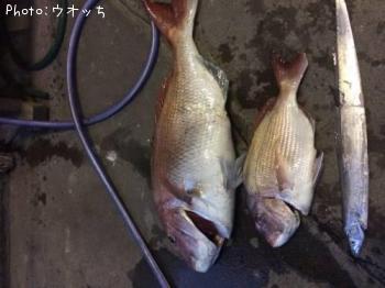 ���䡡����������