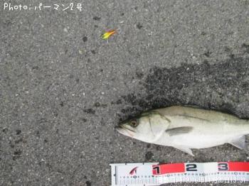 �����Х�