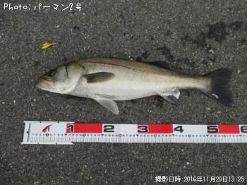 �����Х�