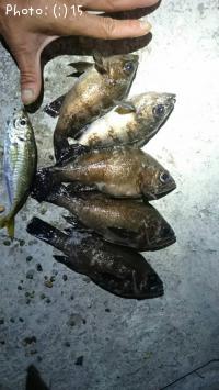 ¥á¥Ð¥ë¡¢¤¢¤¸