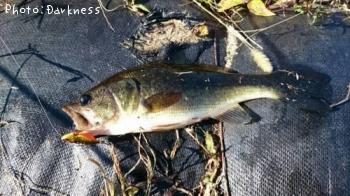 �֥�å��Х�