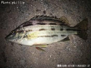 ���ޥ�����