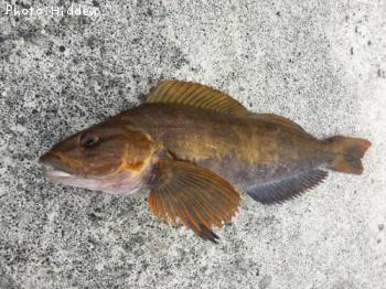 �����ʥ�