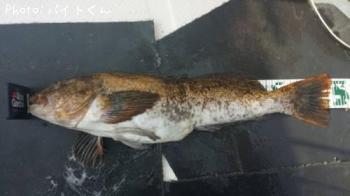 �����ʥ�