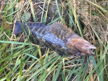 �����ʥ�