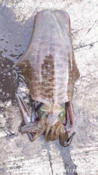 �����ꥤ��