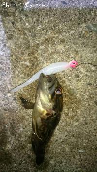 ¥¯¥í¥½¥¤¡Ê¾Ð¡Ë