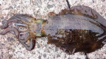 �����ꥤ��