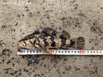 �����Υ���Х�