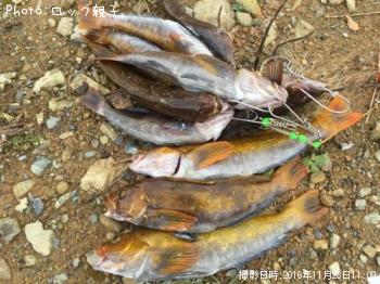 �����ʥ�