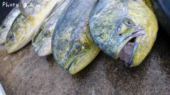 ¥Þ¥ó¥Ó¥«¡¼¡Ú¥·¡¼¥é¡Û