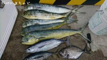 ¥Þ¥ó¥Ó¥«¡¼¡Ú¥·¡¼¥é¡Û