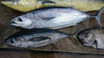 �����塼�ڥ��ĥ���