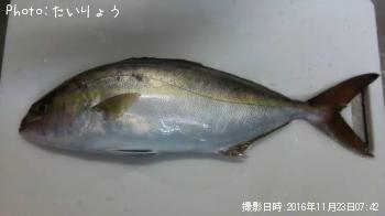 ����ѥ��ʥ��祴��