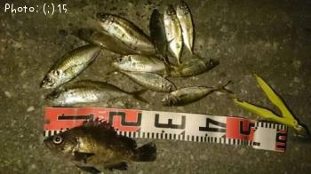 ¥á¥Ð¥ë¡¢¤¢¤¸