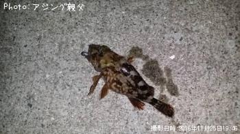 �����Υ���������