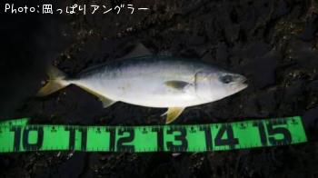 �ҥ饴���䥺�������ꥤ��