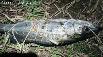 �����������Х�