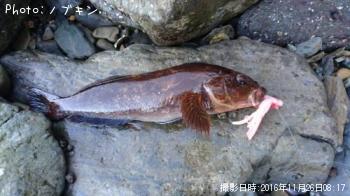 �����ʥ�