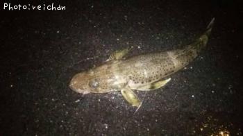 ���ͥ���