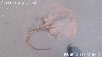 �ե�åȡ������ա�������������