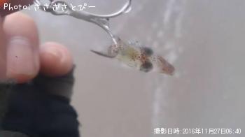 �ե�åȡ������ա�������������