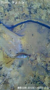 �֥롼����