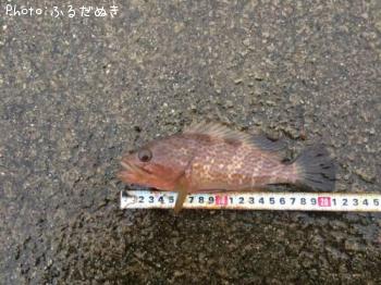 �����ϥ�