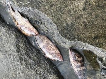 �������ϥ�