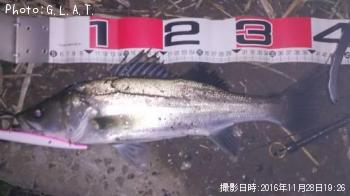 �����Х�