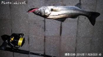 �����Х�