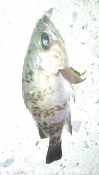 �ҥ�ᡢ��Х롢����