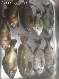 �᥸�ʡ���Х�