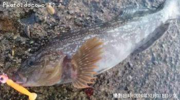 �����ʥ�